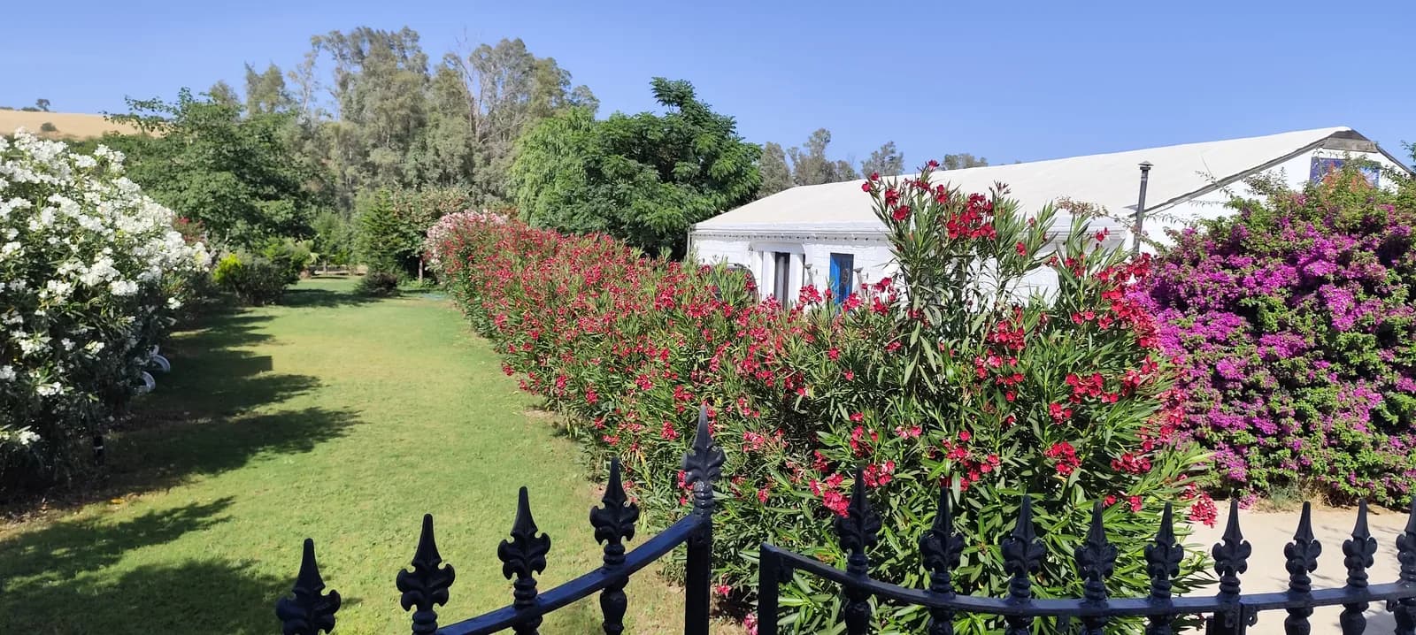 Flowering Dragonfly garden and whitewashed terrace