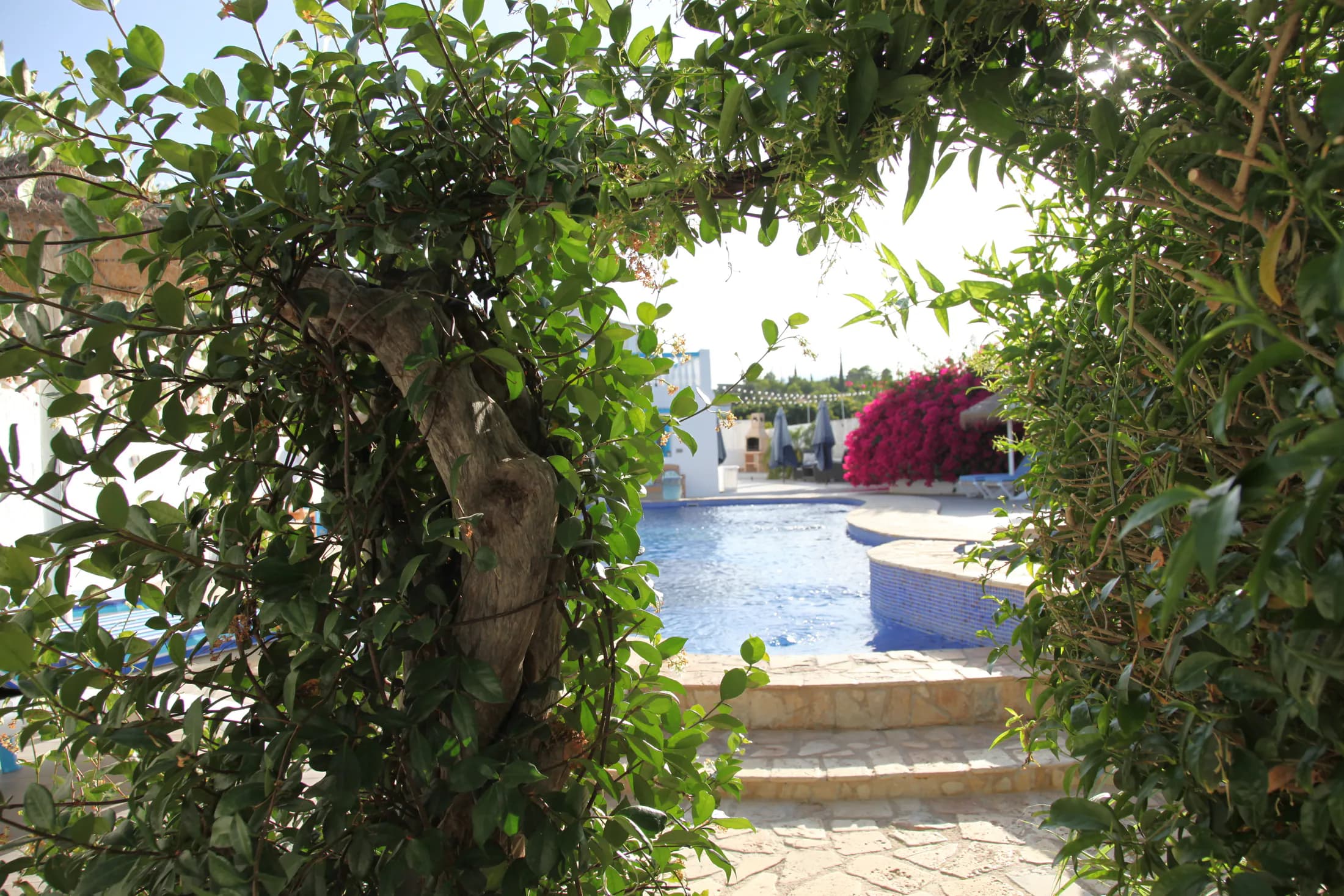Dragonfly’s poolside garden in the Andalusian sun
